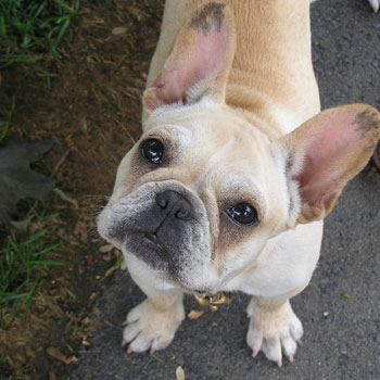 Northeast School for Dogs