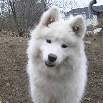 Northeast School for Dogs