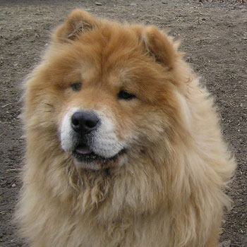 Northeast School for Dogs